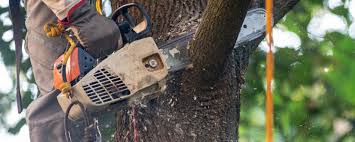 Best Tree and Shrub Care  in Francisville, KY