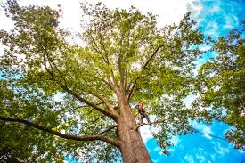 Best Tree Health Inspection  in Francisville, KY