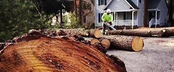 Best Stump Grinding and Removal  in Francisville, KY