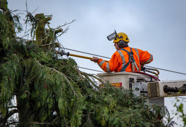 Best Commercial Tree Services  in Francisville, KY