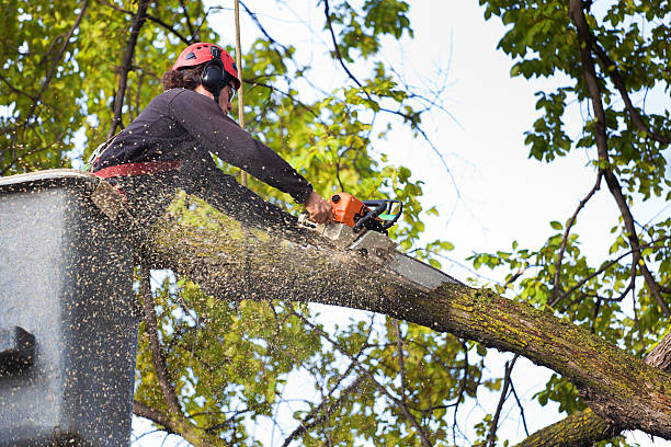 Best Seasonal Cleanup (Spring/Fall)  in Francisville, KY