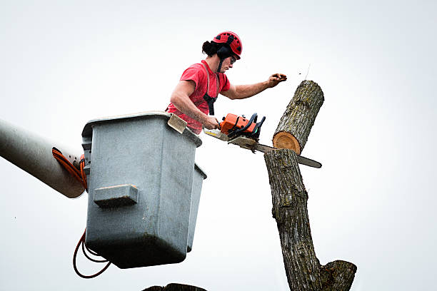 Best Firewood Processing and Delivery  in Francisville, KY