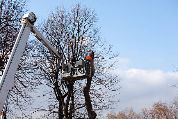 Best Fruit Tree Pruning  in Francisville, KY