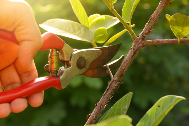 Best Tree Risk Assessment  in Francisville, KY