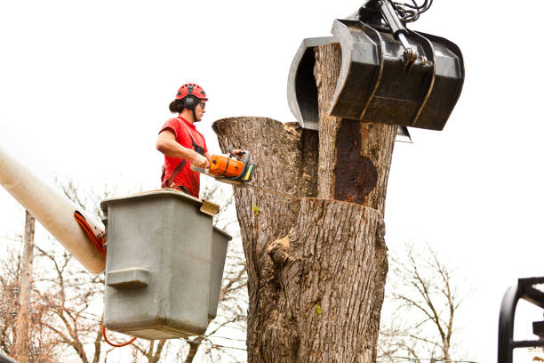 Best Tree Preservation Services  in Francisville, KY